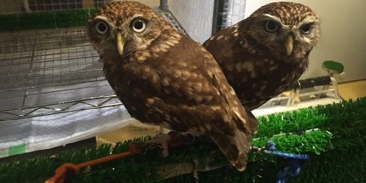 Japan Update: The Owl Cafe!