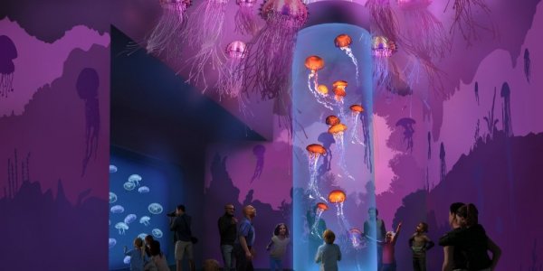 New Jellyfish Exhibit Coming SeaWorld San Diego!